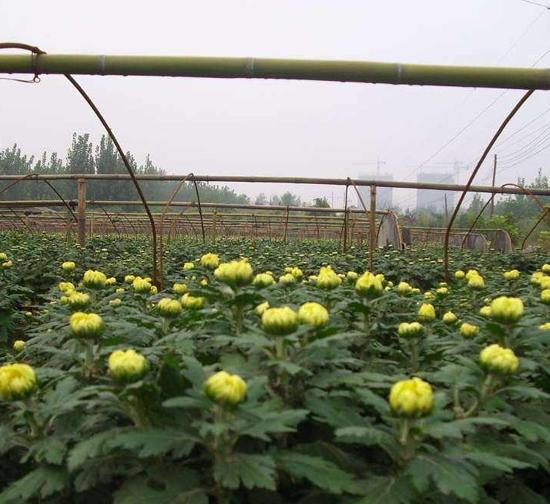 商洛菊花种苗基地